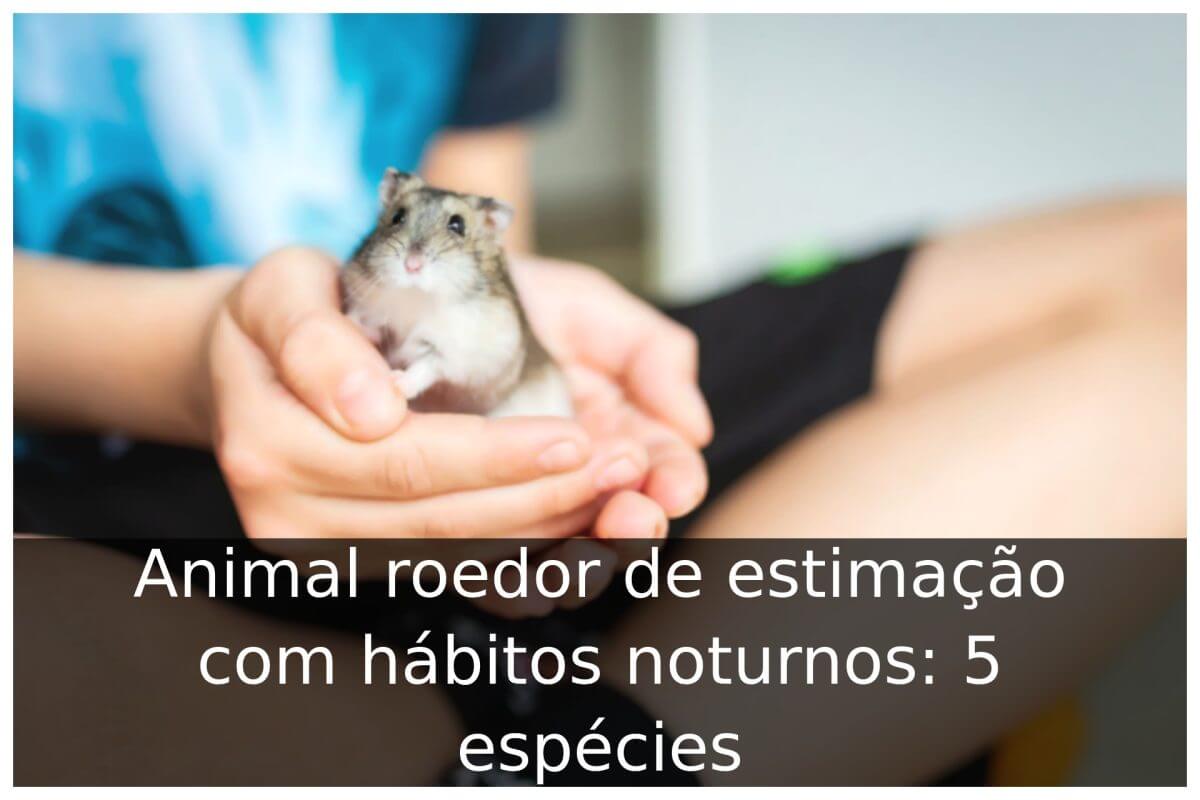 Animal roedor de estimação com hábitos noturnos
