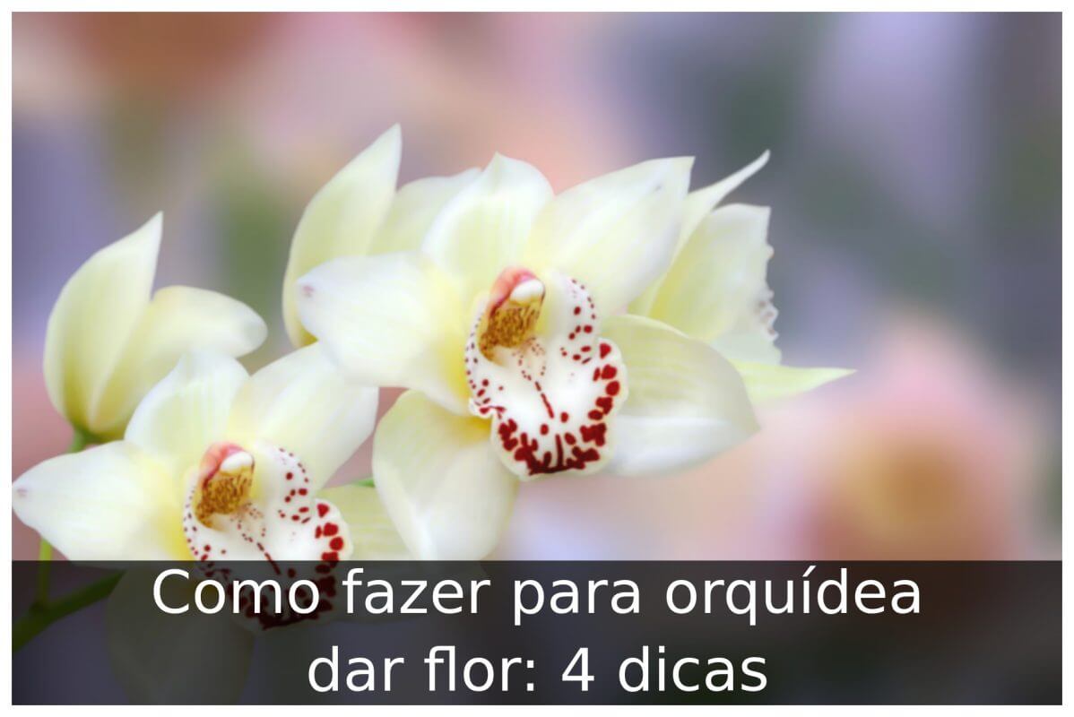 Como fazer para orquídea dar flor
