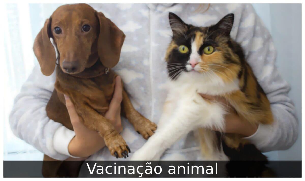 Vacinação animal