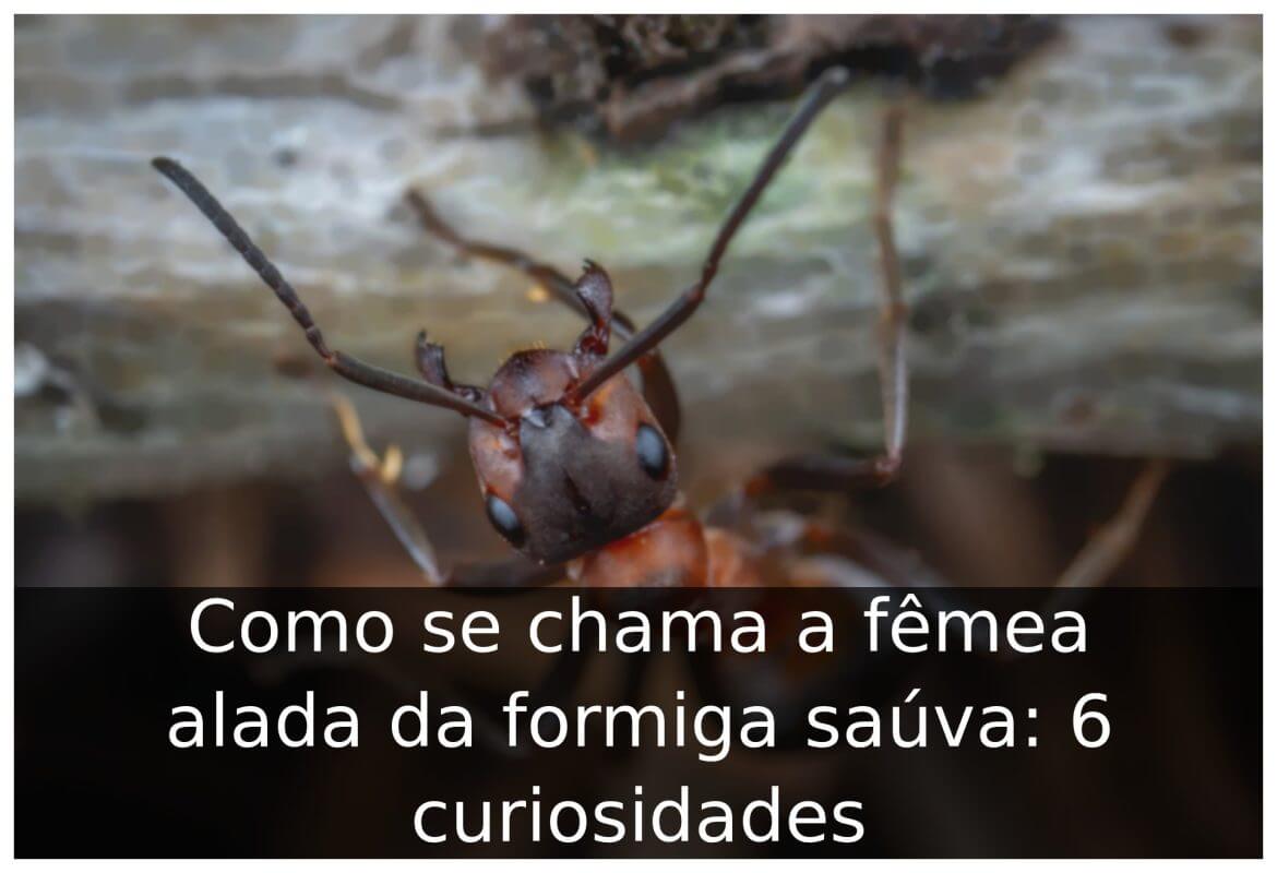 Como se chama a fêmea alada da formiga saúva