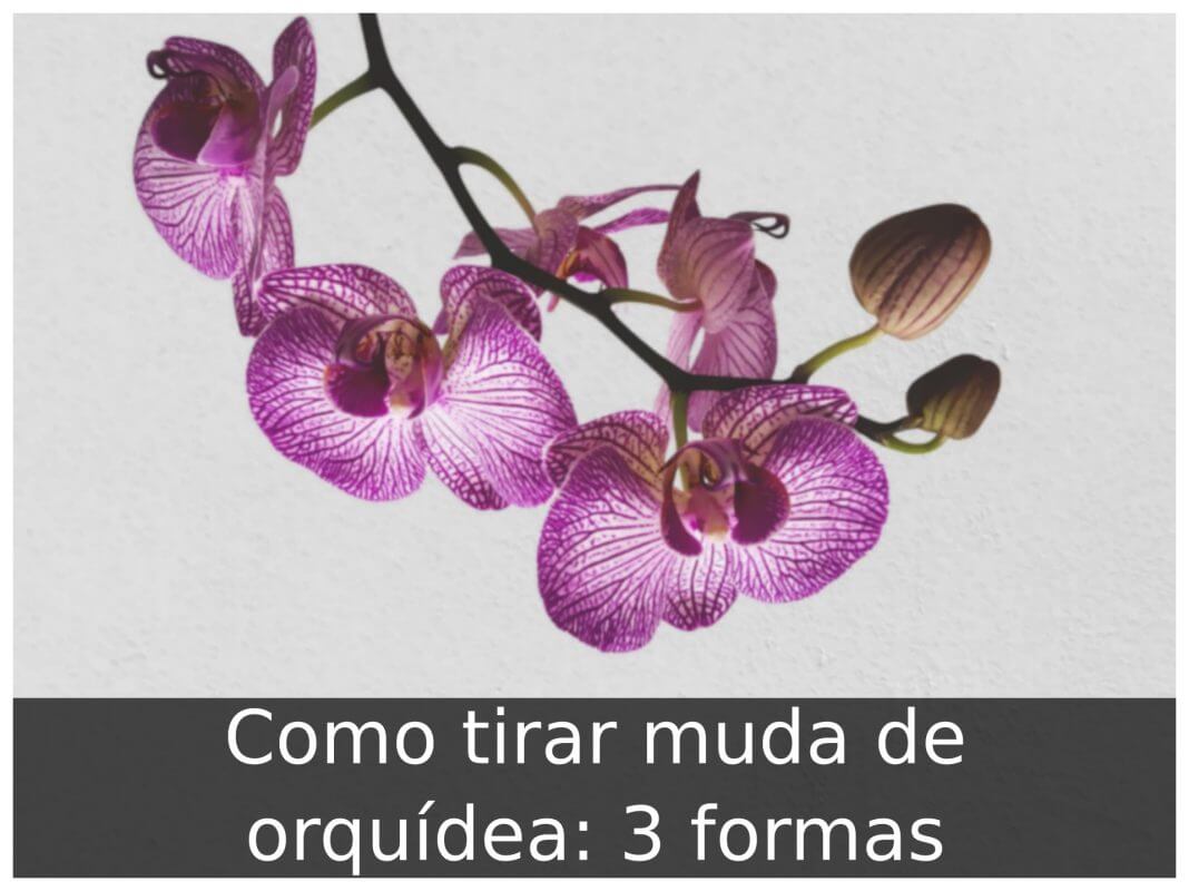 Como tirar muda de orquídea