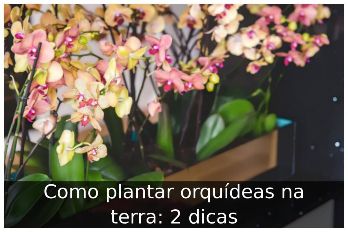 Como plantar orquídeas na terra