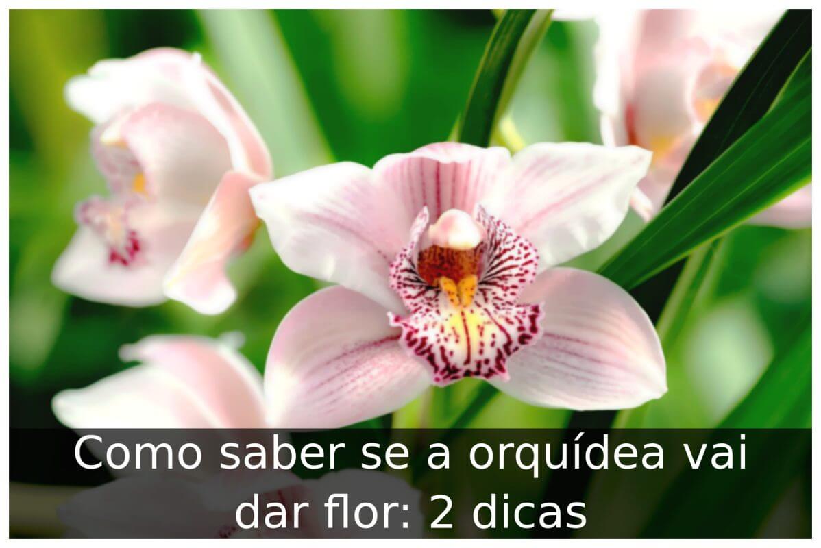 Como saber se a orquídea vai dar flor