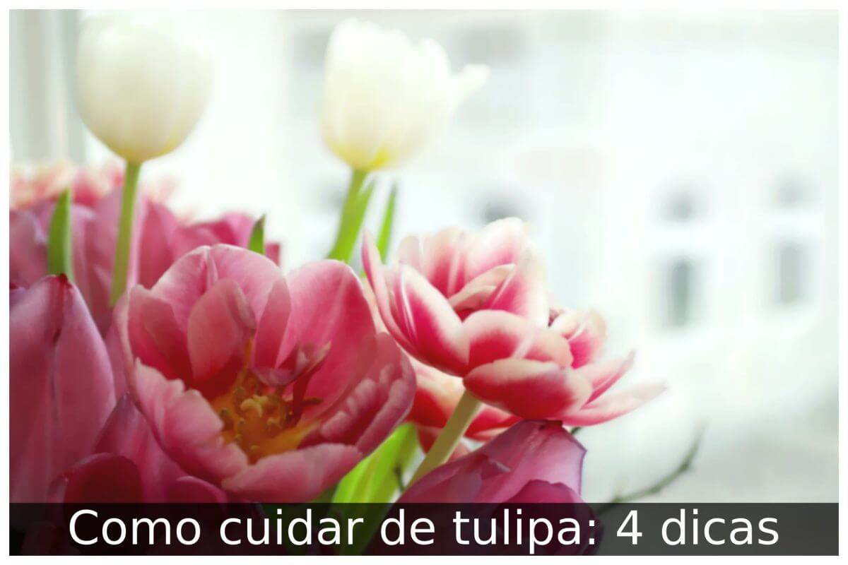 Como cuidar de tulipa