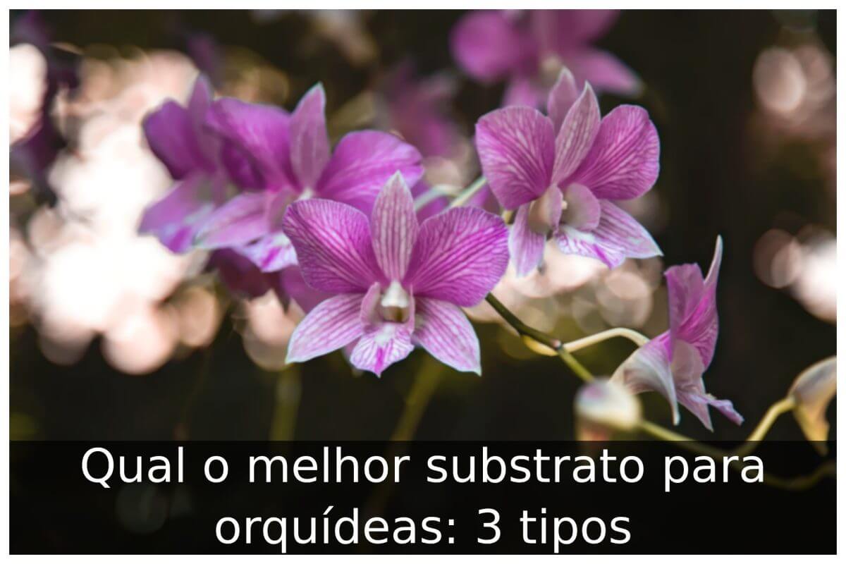 Qual o melhor substrato para orquídeas