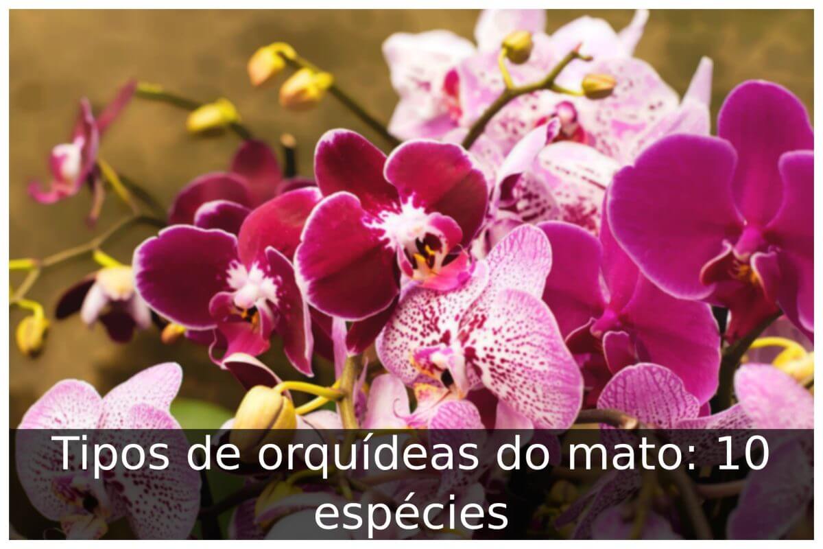 Tipos de orquídeas do mato